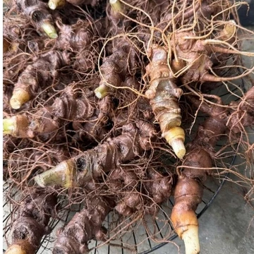 1kg Sâm Lai Châu (Sâm Ngọc Linh) Hàng Vùi Rừng Chất Lượng Cao Ko Lá