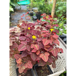 Cây Oxalis Tím Hoa Vàng Rất Dễ Ra Hoa