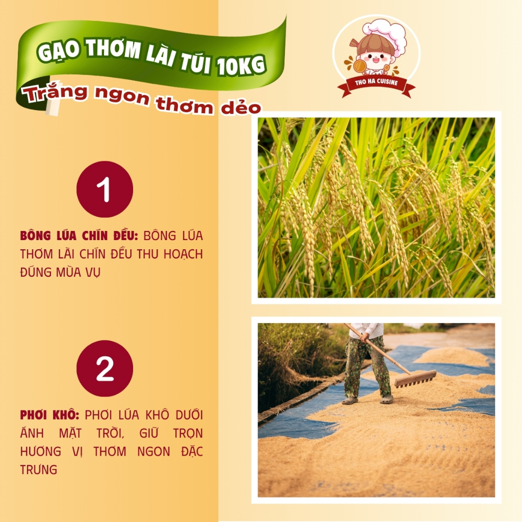 Gạo Thơm Lài túi 10kg chín hạt gạo trắng trong mềm dẻo thơm thượng hạng