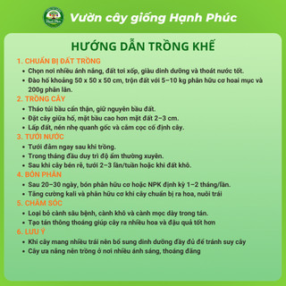 Cây giống KHẾ NGỌT - KHẾ CHUA Siêu sai quả, Chuẩn Giống F1 , Dễ Chăm sóc, Năng Suất Cao - Hỏa Tốc HN