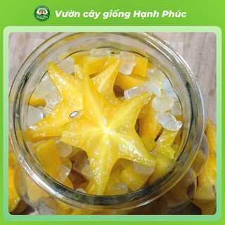 Cây giống KHẾ NGỌT - KHẾ CHUA Siêu sai quả, Chuẩn Giống F1 , Dễ Chăm sóc, Năng Suất Cao - Hỏa Tốc HN
