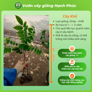 Cây giống KHẾ NGỌT - KHẾ CHUA Siêu sai quả, Chuẩn Giống F1 , Dễ Chăm sóc, Năng Suất Cao - Hỏa Tốc HN