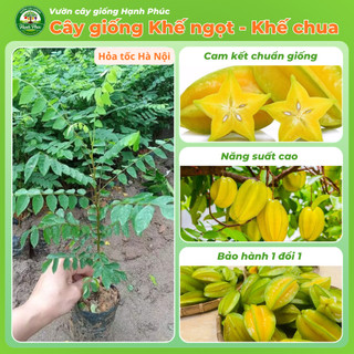 Cây giống KHẾ NGỌT - KHẾ CHUA Siêu sai quả, Chuẩn Giống F1 , Dễ Chăm sóc, Năng Suất Cao - Hỏa Tốc HN