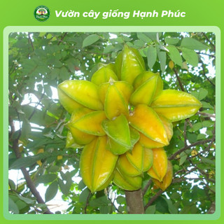 Cây giống KHẾ NGỌT - KHẾ CHUA Siêu sai quả, Chuẩn Giống F1 , Dễ Chăm sóc, Năng Suất Cao - Hỏa Tốc HN