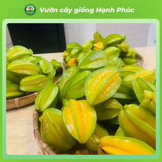 Cây giống KHẾ NGỌT - KHẾ CHUA Siêu sai quả, Chuẩn Giống F1 , Dễ Chăm sóc, Năng Suất Cao - Hỏa Tốc HN