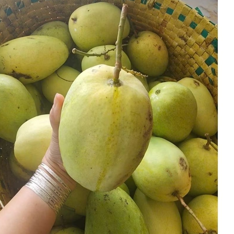 ( combo 10kg) Xoài tứ quý bến tre già rọi, giòn ngọt, nhà trồng