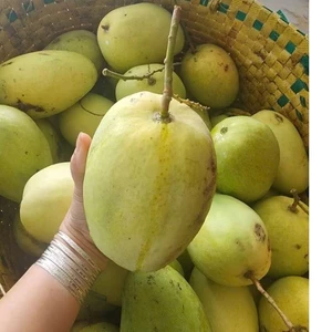 Xoài tứ quý bến tre già rọi, giòn ngọt, nhà trồng