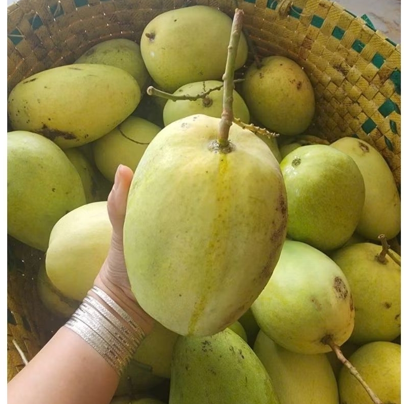( combo 5kg) Xoài tứ quý bến tre size to già rọi, giòn, ngọt nhà trồng.