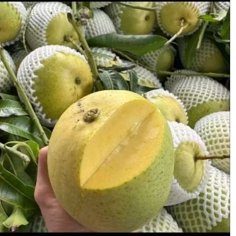 1 kg xoài  tứ quý bến tre già rọi, xoài nhà trồng chua chua ngọt ngọt