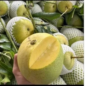1 kg xoài tứ quý bến tre già rọi, xoài nhà trồng chua chua ngọt ngọt