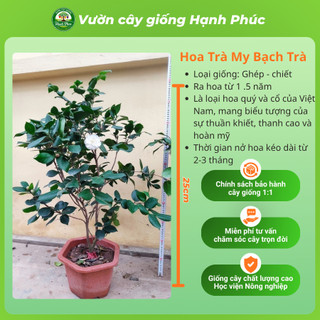Cây giống HOA TRÀ MY BẠCH TRÀ  Nhanh Ra Hoa Sau 1 Năm, Dễ Chăm Dễ Trồng, Bộ Rễ Khỏe, Làm Cảnh Sân Vườn, Hiên Nhà