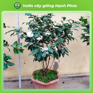 Cây giống HOA TRÀ MY BẠCH TRÀ  Nhanh Ra Hoa Sau 1 Năm, Dễ Chăm Dễ Trồng, Bộ Rễ Khỏe, Làm Cảnh Sân Vườn, Hiên Nhà