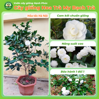 Cây giống HOA TRÀ MY BẠCH TRÀ  Nhanh Ra Hoa Sau 1 Năm, Dễ Chăm Dễ Trồng, Bộ Rễ Khỏe, Làm Cảnh Sân Vườn, Hiên Nhà