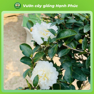 Cây giống HOA TRÀ MY BẠCH TRÀ  Nhanh Ra Hoa Sau 1 Năm, Dễ Chăm Dễ Trồng, Bộ Rễ Khỏe, Làm Cảnh Sân Vườn, Hiên Nhà