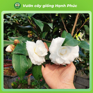Cây giống HOA TRÀ MY BẠCH TRÀ  Nhanh Ra Hoa Sau 1 Năm, Dễ Chăm Dễ Trồng, Bộ Rễ Khỏe, Làm Cảnh Sân Vườn, Hiên Nhà