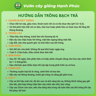 Cây giống HOA TRÀ MY BẠCH TRÀ  Nhanh Ra Hoa Sau 1 Năm, Dễ Chăm Dễ Trồng, Bộ Rễ Khỏe, Làm Cảnh Sân Vườn, Hiên Nhà