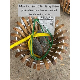 Chậu Gỗ Trồng Lan VIP+Móc Treo Lưới Lót. Từ 2 Tặng Phân Dê Từ 4 Tặng Dây Rút. Thêm 4 Nan F20 25 30 35 40 Gỗ Nhãn Nghiến