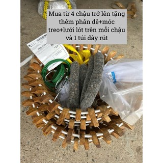 COMBO 4 Chậu Gỗ Nhãn Tăng Thêm 4 Nan. Tặng Móc Treo 1M, Lưới Lót, Phân Dê, Dây Rút. Từ F20 25 30 35 40, 2 Mẫu Sen Và Bí