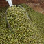 500g đậu xạnh nguyên hạt chọn lọc hạt đều tròn mẩy, thanh mát và bổ dưỡng tốt cho sức khỏe