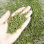 500g đậu xạnh nguyên hạt chọn lọc hạt đều tròn mẩy, thanh mát và bổ dưỡng tốt cho sức khỏe