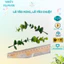 Lá Táo Tai Chuột, Lá Táo Mini Nhân Tạo Combo 5-10 Cành, Chuyên Dụng Cắm Hoa, Hoa Kẽm Nhung, Handmade