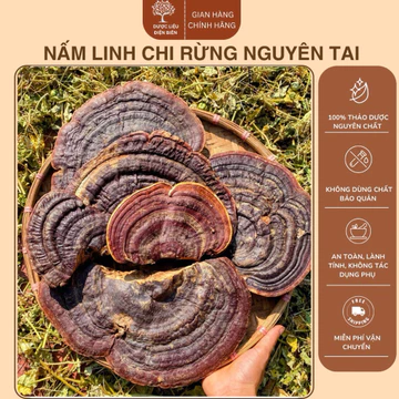 1kg Nấm Linh Chi Rừng Nguyên Tai , Pha Trà ,Ngâm uống hàng chuẩn rừng