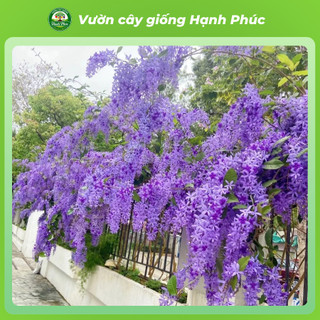 Cây giống MAI XANH THÁI Nhanh Ra Hoa Sau 3 Tháng, Làm Cảnh Hàng Rào, Hiên Nhà, Sân Vườn Cực Đẹp