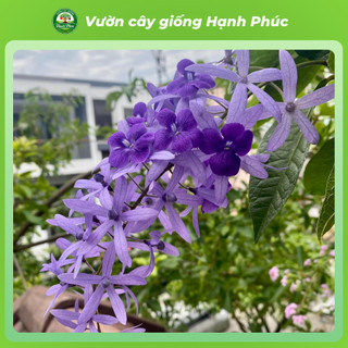 Cây giống MAI XANH THÁI Nhanh Ra Hoa Sau 3 Tháng, Làm Cảnh Hàng Rào, Hiên Nhà, Sân Vườn Cực Đẹp