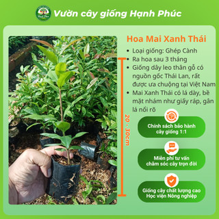 Cây giống MAI XANH THÁI Nhanh Ra Hoa Sau 3 Tháng, Làm Cảnh Hàng Rào, Hiên Nhà, Sân Vườn Cực Đẹp