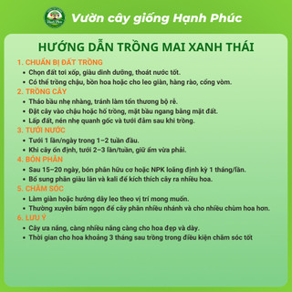 Cây giống MAI XANH THÁI Nhanh Ra Hoa Sau 3 Tháng, Làm Cảnh Hàng Rào, Hiên Nhà, Sân Vườn Cực Đẹp