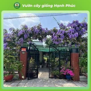 Cây giống MAI XANH THÁI Nhanh Ra Hoa Sau 3 Tháng, Làm Cảnh Hàng Rào, Hiên Nhà, Sân Vườn Cực Đẹp