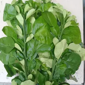 Lá bưởi tươi (có đơn mới hái)