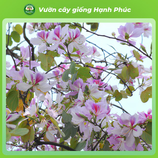 Cây giống HOA BAN TÂY BẮC Làm Cảnh Ven Đường, Sân Vườn, Công Viên, Sinh trưởng khỏe, Nhanh ra hoa