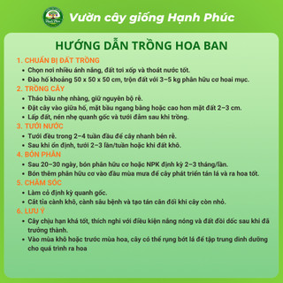 Cây giống HOA BAN TÂY BẮC Làm Cảnh Ven Đường, Sân Vườn, Công Viên, Sinh trưởng khỏe, Nhanh ra hoa