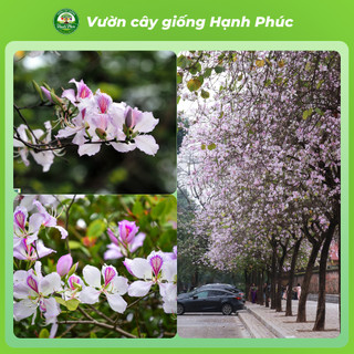 Cây giống HOA BAN TÂY BẮC Làm Cảnh Ven Đường, Sân Vườn, Công Viên, Sinh trưởng khỏe, Nhanh ra hoa