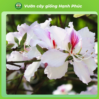 Cây giống HOA BAN TÂY BẮC Làm Cảnh Ven Đường, Sân Vườn, Công Viên, Sinh trưởng khỏe, Nhanh ra hoa