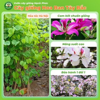 Cây giống HOA BAN TÂY BẮC Làm Cảnh Ven Đường, Sân Vườn, Công Viên, Sinh trưởng khỏe, Nhanh ra hoa