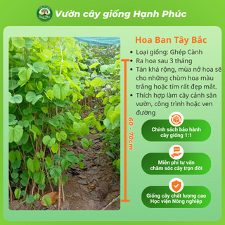 Cây giống HOA BAN TÂY BẮC Làm Cảnh Ven Đường, Sân Vườn, Công Viên, Sinh trưởng khỏe, Nhanh ra hoa