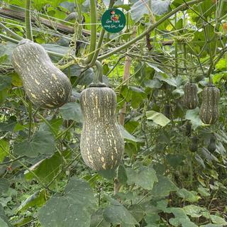Hạt giống Bí Đỏ Hạt Đậu Lai F1 (Gói 10 Hạt) Dễ Trồng, Năng Suất Cao, Trồng Quanh Năm