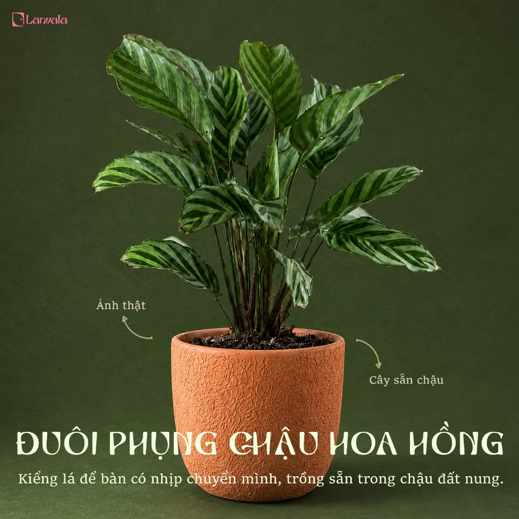Đuôi Công (Đuôi Phụng) Sẵn Chậu Lanvala | Calathea Louisae | Chậu Đất Nung Hoa Hồng 14x13cm | Cây Để Bàn Dễ Chăm