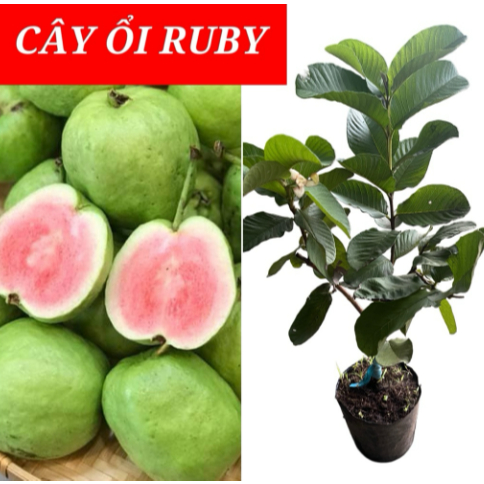 Cây ổi Ruby ruột đỏ - Ít hạt chuẩn giống, trái giòn ngọt, năng suất cao Kimbiofarm