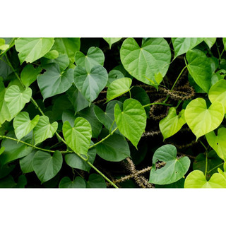 Combo 2 cây dây thần thông