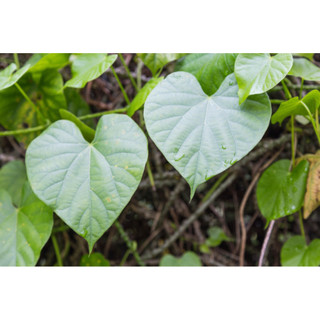 Combo 2 cây dây thần thông