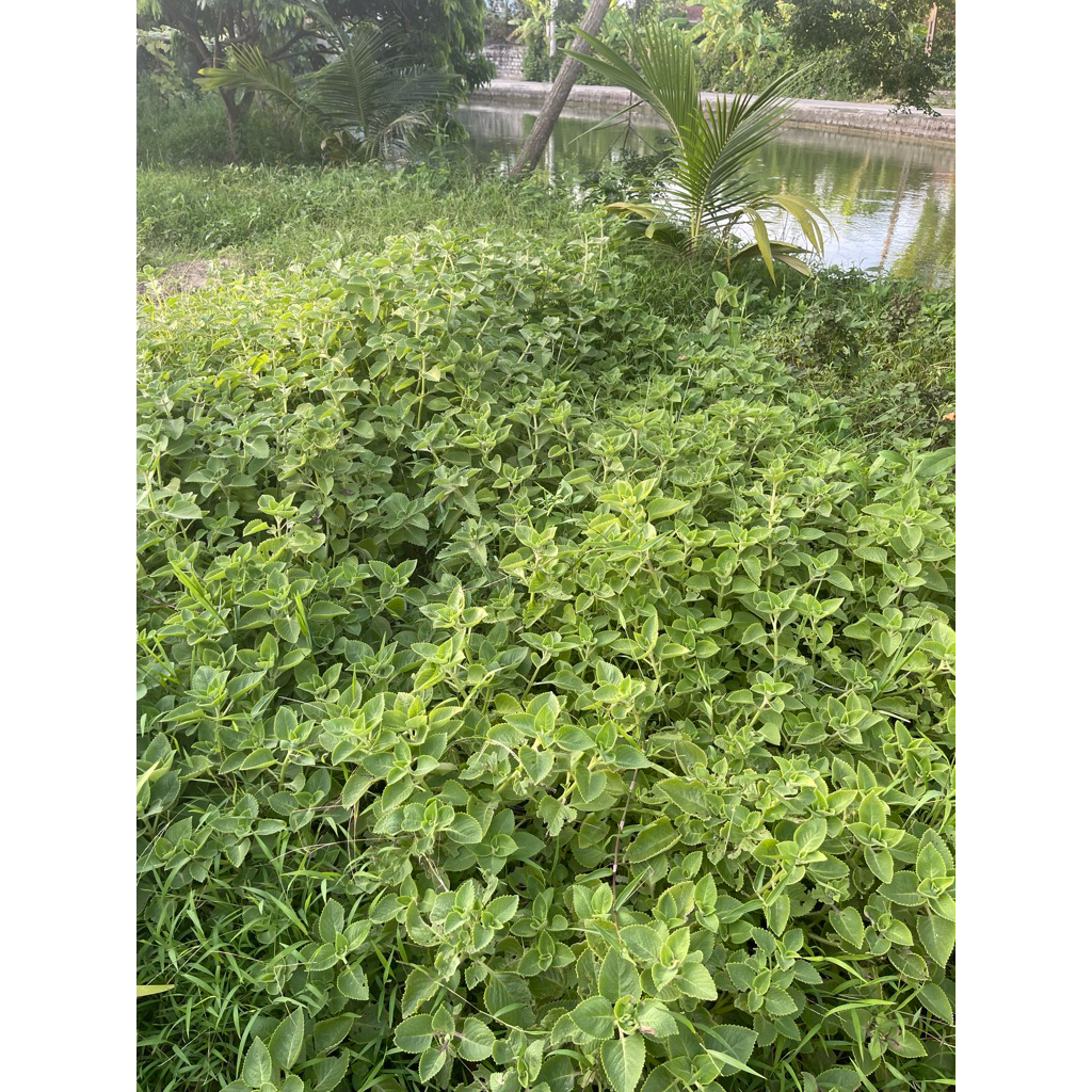 cây giống HÚNG CHANH đã tươi tốt hái được lá