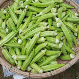 Hạt Giống Đậu Bắp Cao Sản (Gói ~15Hạt)  Siêu Trái, Sinh Trưởng Khỏe, Trồng Quanh Năm