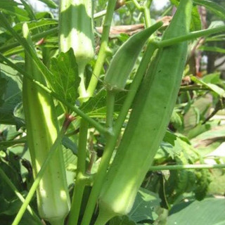Hạt Giống Đậu Bắp Cao Sản (Gói ~15Hạt)  Siêu Trái, Sinh Trưởng Khỏe, Trồng Quanh Năm