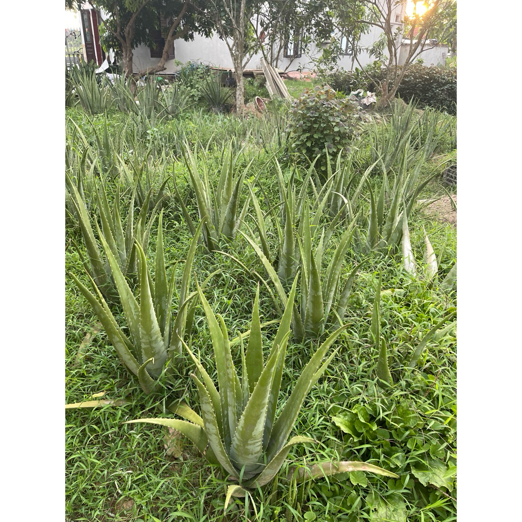 cây giống nha đam mỹ 20-30cm gốc rễ khoẻ