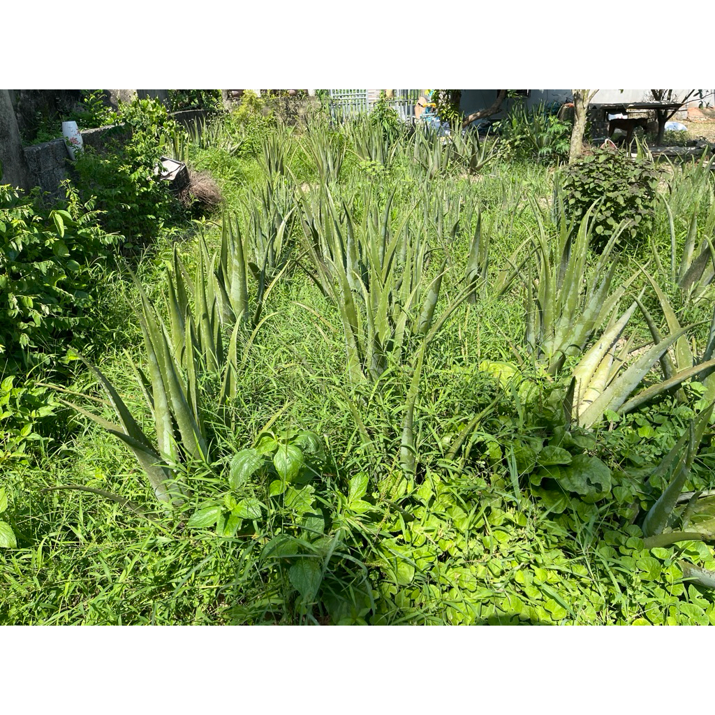 cây giống nha đam mỹ 20-30cm gốc rễ khoẻ