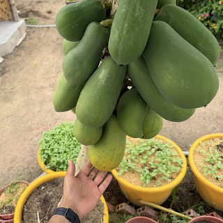 Hạt Giống Đu Đủ Lùn Ruột Đỏ F1 (Gói 15 Hạt) Dễ Trồng, Trái To, Siêu Ngọt, Năng Suất Cao