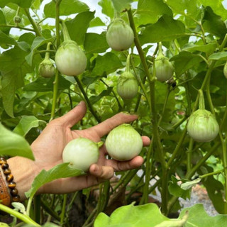 [Gói 20 Hạt] Hạt giống Cà Ngọt Siêu Trái, Dễ Trồng, Chịu Nhiệt Tốt, Trồng Quanh Năm